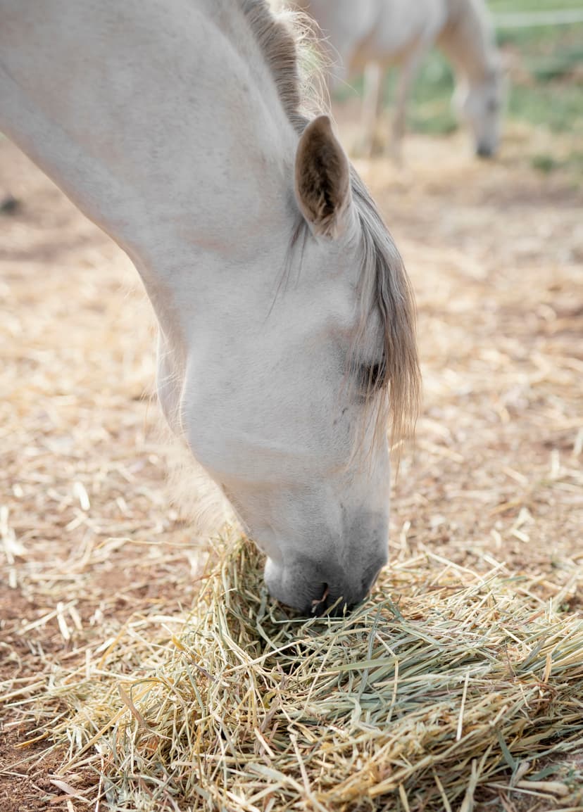 Horse Food 9